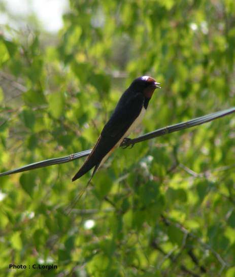 Hirondelle rustique
