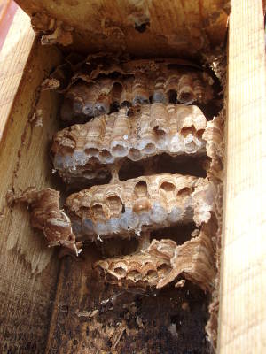 Nichoir contenant un nid de frelons