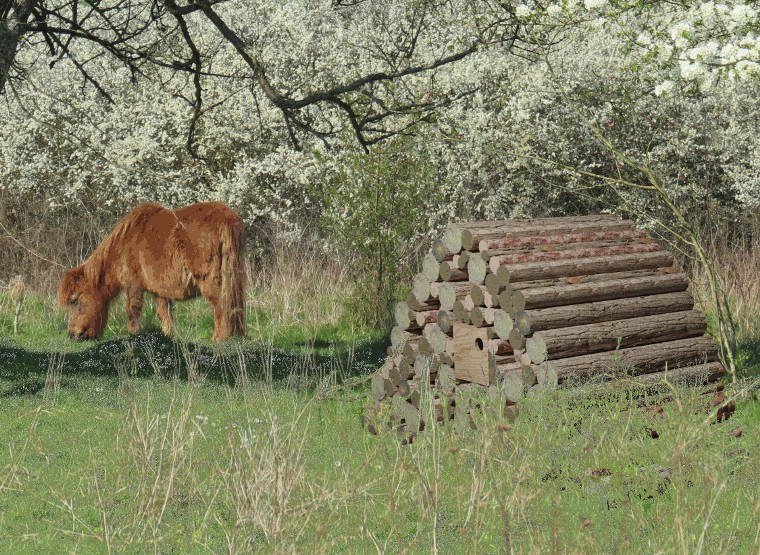 installation d'un nichoir � huppe dans un tas de bois