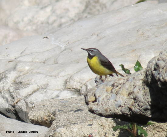 bergeronnette des ruisseaux