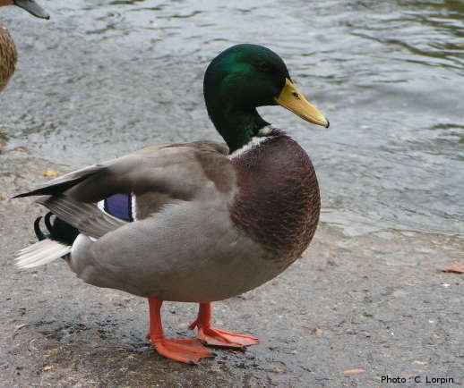 canard colvert
