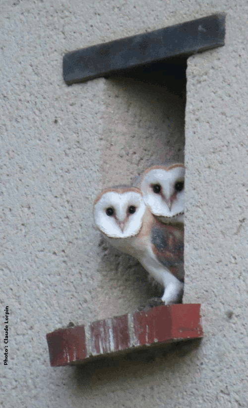 Efrfraie des clochers