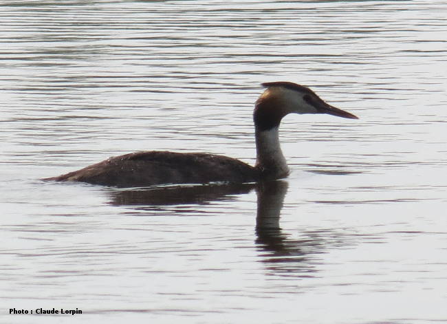 Grèbe huppé