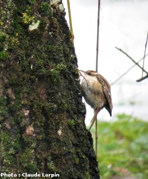 grimpereau des jardins