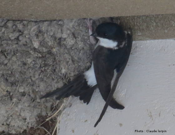 Hirondelle de fenêtre