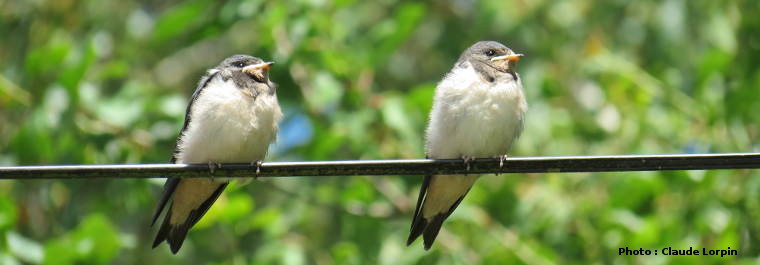 jeunes hirondelles rustiques