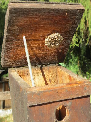 Nichoir contenant un nid de guêpes polystes