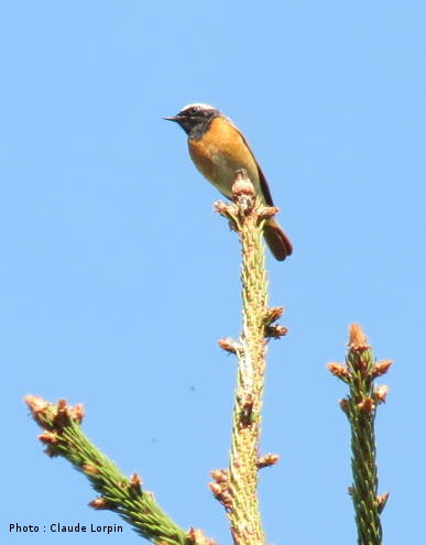 Rougequeue à front blanc