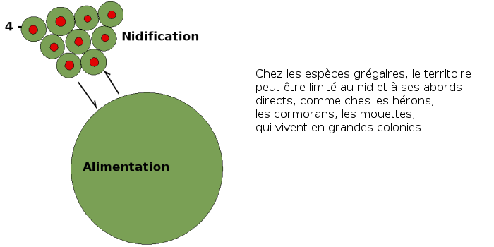 territoires d'oiseaux grégaires